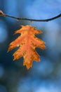 Autumn Oak Leaf Back Lit Royalty Free Stock Photo