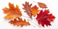 Autumn Oak Leaf Composition Red and Orange Hues Royalty Free Stock Photo