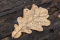 Autumn oak leaf with dew drops in the city park Royalty Free Stock Photo