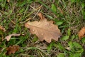 Autumn oak leaf in dew drops Royalty Free Stock Photo