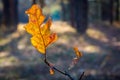 Autumn oak leaf Royalty Free Stock Photo