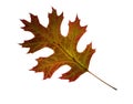 Autumn oak leaf. Isolated. Royalty Free Stock Photo