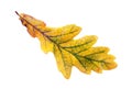 Autumn oak leaf isolated Royalty Free Stock Photo
