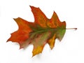Autumn oak leaf isolated on white background Royalty Free Stock Photo