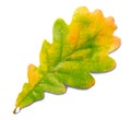 Autumn oak leaf isolated on white background with shadows, clipping path  for isolation without shadows on white Royalty Free Stock Photo