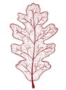 autumn oak leaf isolated on white background Royalty Free Stock Photo