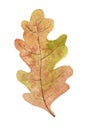 Autumn Oak Leaf Royalty Free Stock Photo