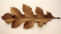 Autumn Oak Leaf Outline