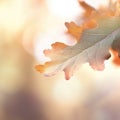 Autumn oak leaf on a sunny day, AI Royalty Free Stock Photo