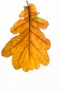 Autumn oak leaf on white background Royalty Free Stock Photo