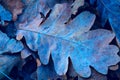 Autumn oak leafage