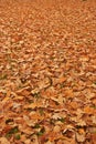 Autumn oak leaves Royalty Free Stock Photo