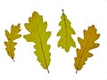 Autumn oak leaves Royalty Free Stock Photo