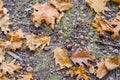 Autumn oak leaves and acorns on the ground.