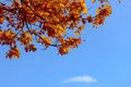 Autumn oak leaves against the dark blue sky Royalty Free Stock Photo