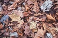Autumn oak leaves Royalty Free Stock Photo