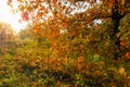 Autumn. oak leaves in backlight Royalty Free Stock Photo