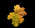 Autumn oak leaves on a black background Royalty Free Stock Photo