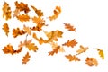 Autumn oak leaves Royalty Free Stock Photo