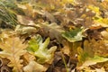 Autumn oak leaves Royalty Free Stock Photo
