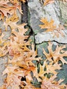 Autumn Oak Leaves Landscape Stones after a Rain