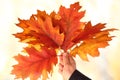 Autumn oak leaves in male hand outdoors. Sky. Autumn concept Royalty Free Stock Photo