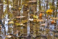 Autumn oak leaves in a puddle. The forest is reflected in the water. Royalty Free Stock Photo