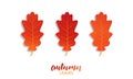 Autumn oak leaves set. Vector fall autumn leaves collection