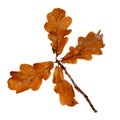 Autumn oak leaves on a twig. Dead dry oak leaves. Royalty Free Stock Photo