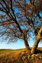 Autumn oak tree Royalty Free Stock Photo