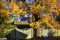 Autumn oak tree with bright yellow leaves near a wooden fence Royalty Free Stock Photo