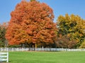 Autumn oak tree with fence Royalty Free Stock Photo