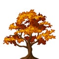Autumn oak tree. Royalty Free Stock Photo
