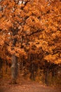 Autumn oak-tree leaves Royalty Free Stock Photo
