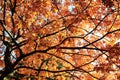 Autumn oak tree leaves background Royalty Free Stock Photo