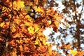 Autumn oak tree leaves background Royalty Free Stock Photo