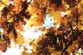 Autumn oak tree leaves background Royalty Free Stock Photo