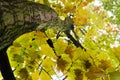 Autumn oak tree - look up Royalty Free Stock Photo