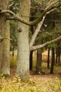 Autumn oak tree in park Royalty Free Stock Photo