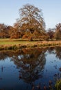 Autumn Oak Tree reflected in The River Avon