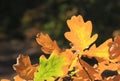 Autumn oak tree twig Royalty Free Stock Photo