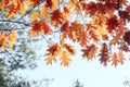 Autumn oak tree yellow leaves on blue sky framed colorful natural background Royalty Free Stock Photo
