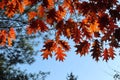 Autumn oak tree yellow leaves on blue sky framed colorful natural background Royalty Free Stock Photo