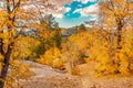 Autumn Oak trees cover the hillsides of the San Bernardino Mountains in Big Bear Lake, California Royalty Free Stock Photo