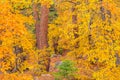 Autumn Oak trees and pines fill the San Bernardino Mountains in Big Bear Lake, California Royalty Free Stock Photo