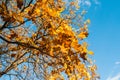 Autumn oak twig on blue sky background Royalty Free Stock Photo
