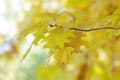 Autumn oak twig. Everything is in golden yellow