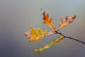 Autumn oak twig in morning dew