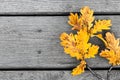 Autumn oak Yellow leaf branch on old tree plank background. Fall background mockup Royalty Free Stock Photo