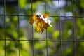 Autumn oak yellow withered leaf hanging on the fence. the change of pore years, shedding leaves